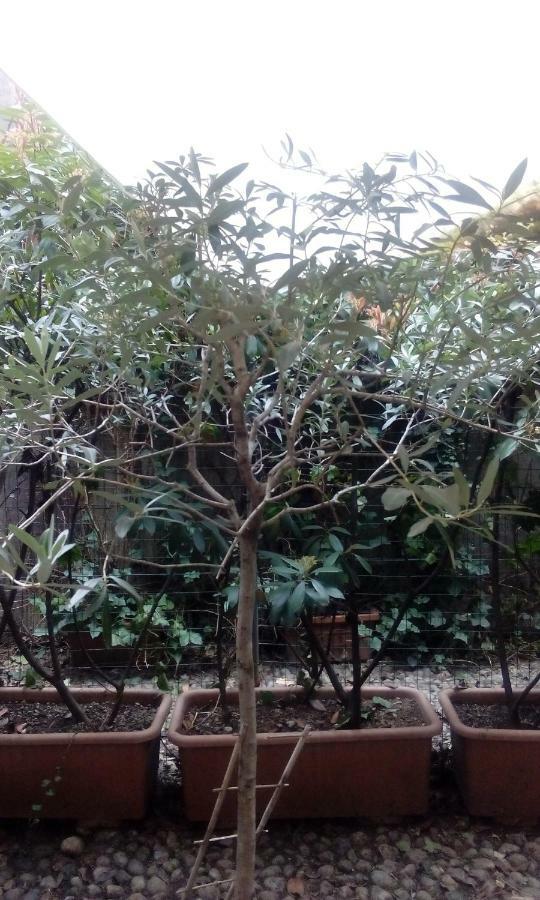 Central Apartment With Garden Milan Bagian luar foto